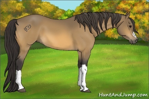 Horse Color:Buckskin 