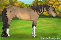 Horse Color:Buckskin 