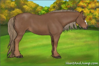 Horse Color:Gray Red Roan