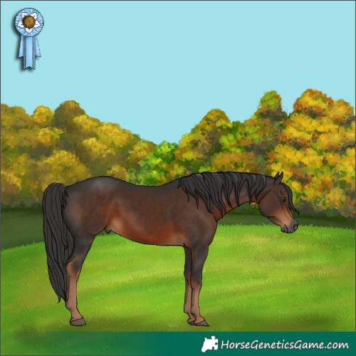 Horse Color:Gray Liver Chestnut