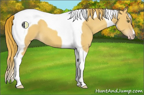 Horse Color:Gold Champagne Tobiano 
