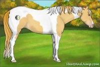 Horse Color:Gold Champagne Tobiano 