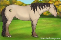 Horse Color:Amber Champagne Dun 