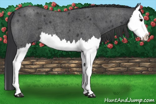 Horse Color:Blue Roan Sabino Splash 