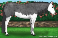 Horse Color:Blue Roan Sabino Splash 