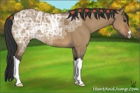 Horse Color:Bay Ice Dun