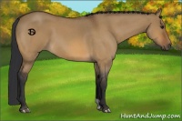 Horse Color:Bay Roan Dun 