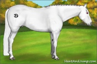 Horse Color:Red Dun Chinchilla