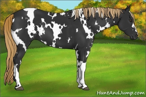 Horse Color:White Spotted Liver Chestnut 