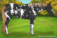 Horse Color:White Spotted Liver Chestnut