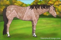 Horse Color:Bay Ice Sabino 