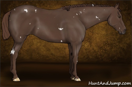Horse Color:White Spotted Liver Chestnut 