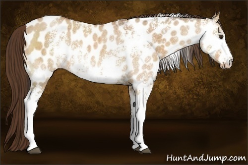 Horse Color:White Spotted Bay Roan Dun Near Leopard 