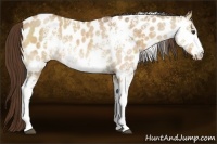 Horse Color:White Spotted Bay Roan Dun Near Leopard 