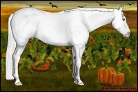 Horse Color:Cremello Appaloosa 