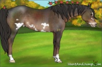Horse Color:Liver Chestnut Frame 