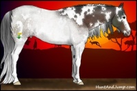 Horse Color:White Spotted Brown 