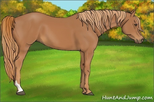 Horse Color:Chestnut Tobiano 