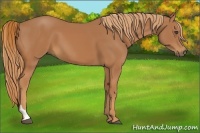 Horse Color:Chestnut Tobiano 