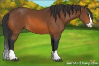 Horse Color:Bay Splash 