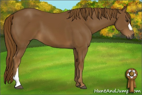 Horse Color:Gray Chestnut 