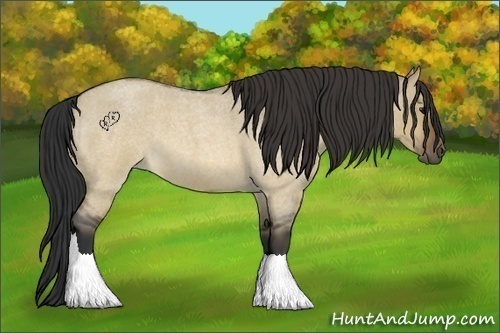Horse Color:Brown Roan Dun