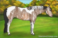 Horse Color:Bay Ice Tobiano 