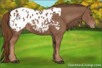 Horse Color:Chestnut Appaloosa