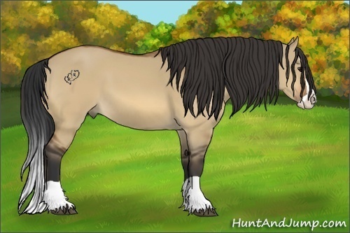 Horse Color:Bay Dun Splash