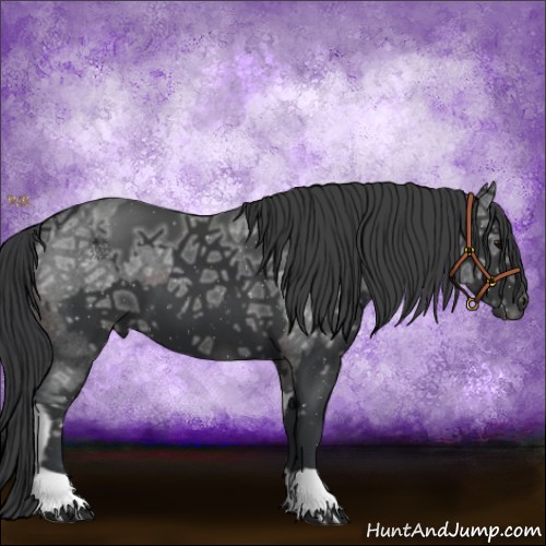 Horse Color:Brown Ice Splash Appaloosa  and Black Ice 