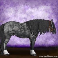 Horse Color:Brown Ice Splash Appaloosa  and Black Ice 