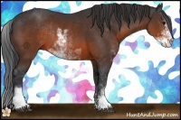Horse Color:Brown Sabino Rabicano