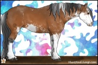 Horse Color:Brown Sabino