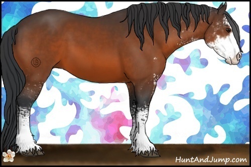Horse Color:Bay Sabino