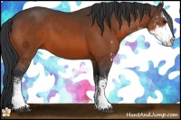 Horse Color:Bay Sabino 