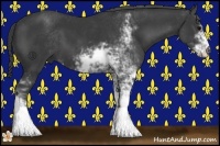 Horse Color:Black Sabino 