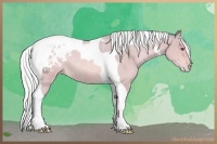 Horse Color:Watercolor Silver Amber Champagne Chinchilla Tobiano Varnish Rabicano