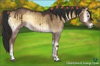 Horse Color:Liver Red Dun Onyx 
