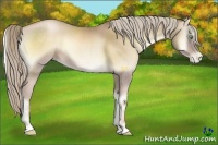 Horse Color:Chocolate Palomino Pearl Onyx 