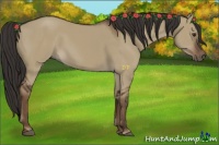 Horse Color:Liver Red Dun Sabino Rabicano
