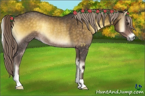 Horse Color:Chocolate Palomino Onyx Rabicano 