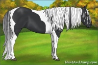 Horse Color:Black Tobiano 