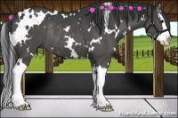 Horse Color:White Spotted Black Sabino Splash Rabicano 