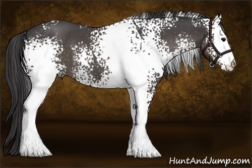 Horse Color:White Spotted Smoky Blue Roan 
