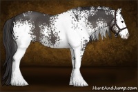 Horse Color:White Spotted Smoky Blue Roan 
