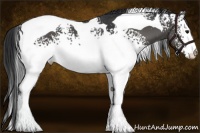 Horse Color:White Spotted Black Tobiano 