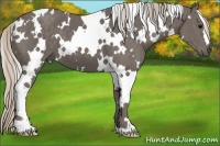 Horse Color:White Spotted Silver Black 
