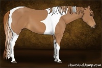 Horse Color:Chestnut Tobiano
