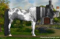 Horse Color:Blue Roan Tobiano