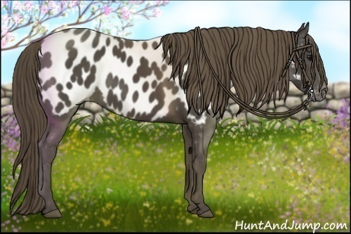 Horse Color:Smoky Black Appaloosa